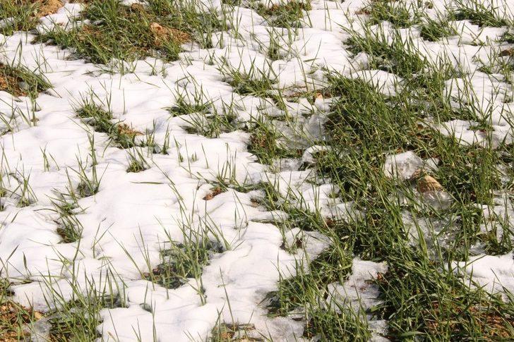 Büyükşehirin Elmalı ve Korkuteli’deki ata tohumları çimlendi G2