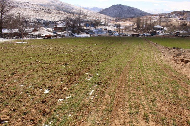 Büyükşehirin Elmalı ve Korkuteli’deki ata tohumları çimlendi G3