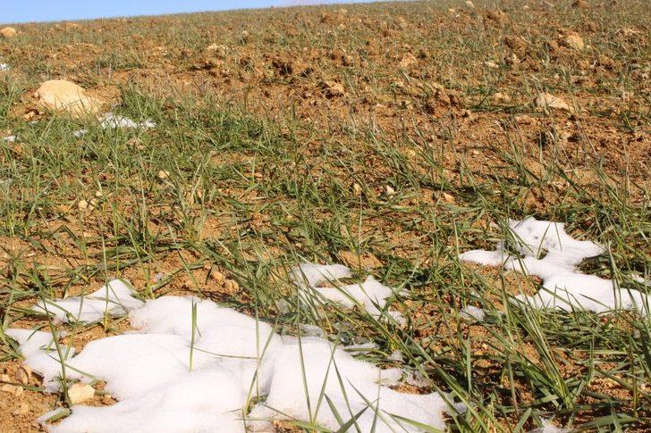 Büyükşehirin Elmalı ve Korkuteli’deki ata tohumları çimlendi G4