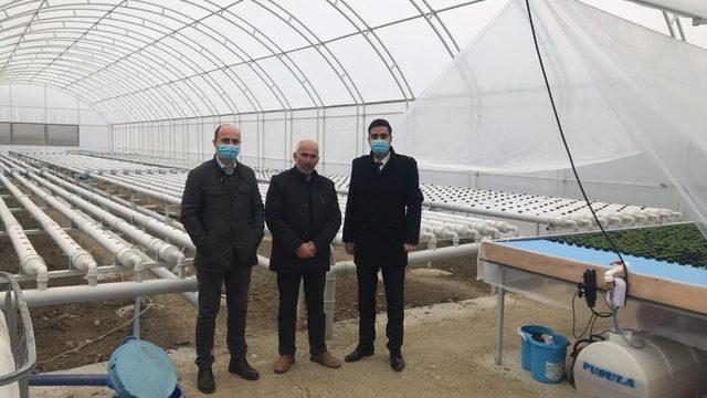 Sungurlu’da kurduğu 500 metrekare serada topraksız marul yetiştiriyor