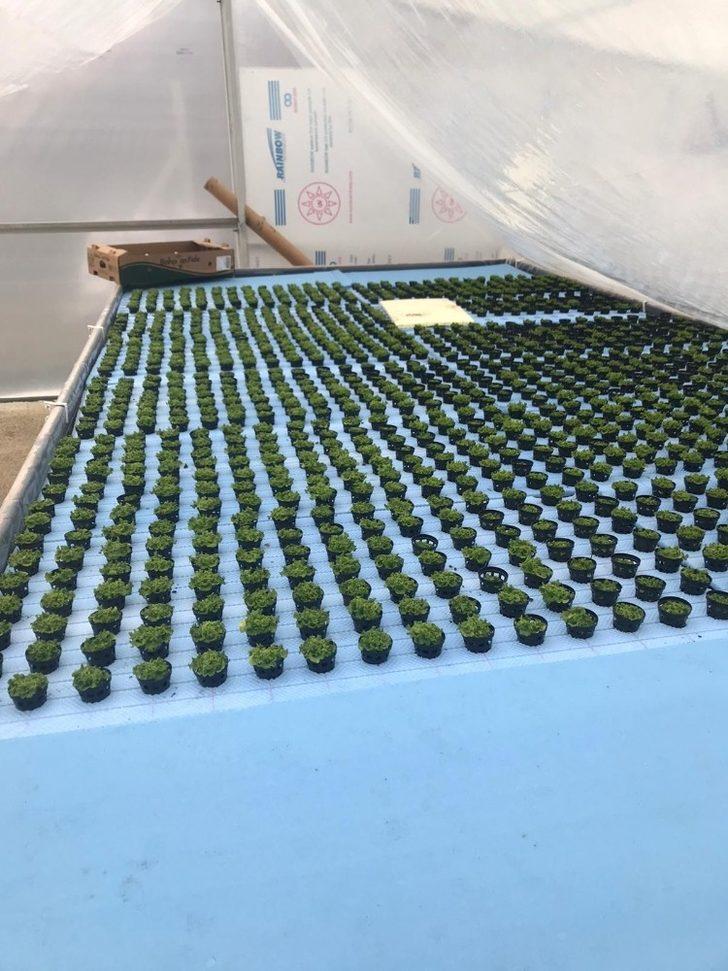 Sungurlu’da kurduğu 500 metrekare serada topraksız marul yetiştiriyor G2