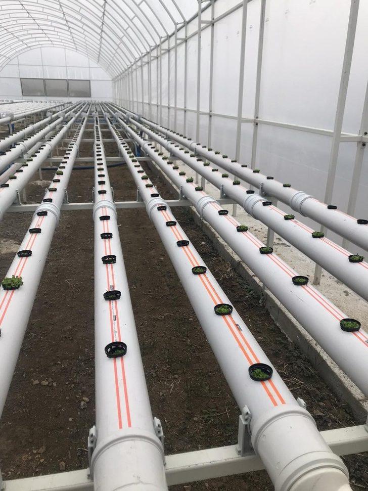 Sungurlu’da kurduğu 500 metrekare serada topraksız marul yetiştiriyor G4