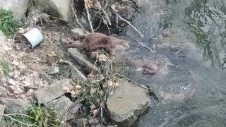 Nesli tükenme tehlikesi altında! Balık avlarken görüntülendiler