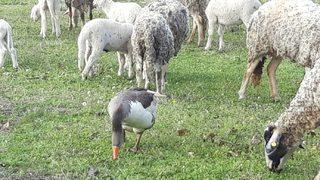 Bu koyunların çobanını gören gözlerine inanamıyor