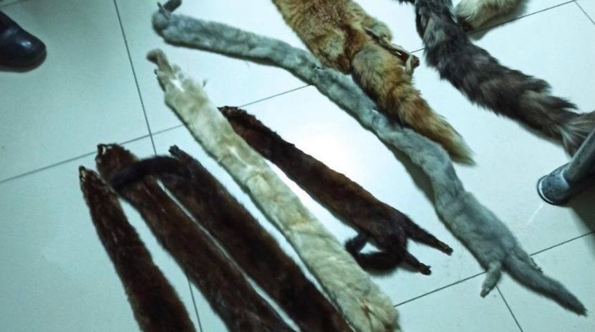 Ka&ccedil;ak avcı, 11 hayvan k&uuml;rk&uuml;yle yakalandı