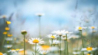 Cemre düşme tarihleri 2021: 2. cemre düştü mü, ne zaman düşer? Cemre havaya, suya ve toprağa ne zaman düşer?