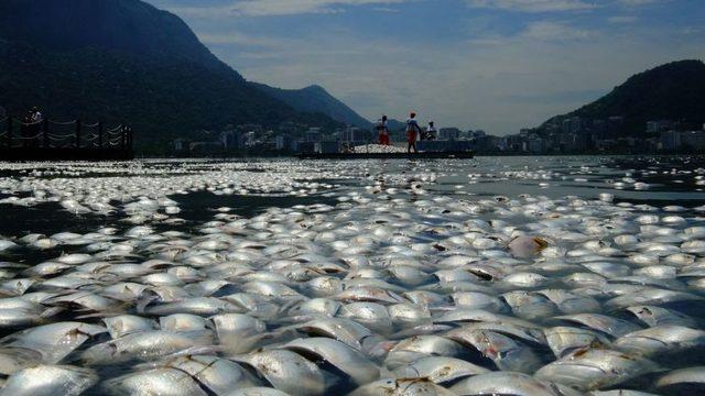 Rio de Janeiro yakınlarında ölen balıklar.
