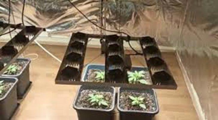 Özel düzenek ile hint keneviri yetiştiren doktor tutuklandı G3