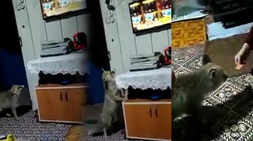 Yemek bulamayınca evlere kadar geldi! Aç tilki televizyon izleyip yemek yedi