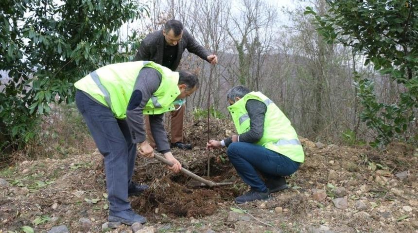 Ordu&rsquo;da 1300 taflan ve ıhlamur fidanı toprakla buluştu