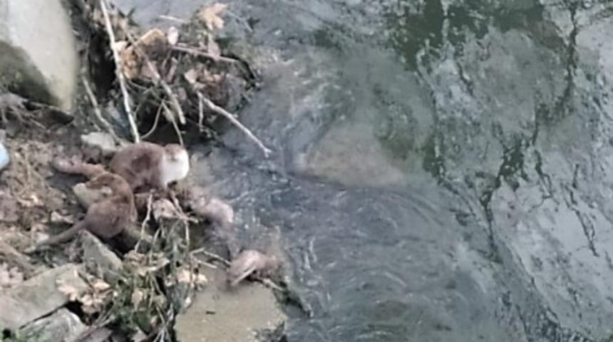 Su samurları balık avında! 