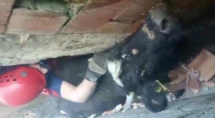 Köpeklerden kaçan inek iki duvar arasında sıkıştı G1