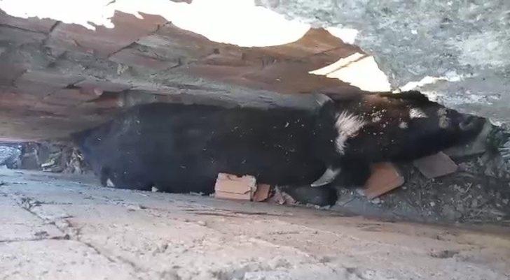 Köpeklerden kaçan inek iki duvar arasında sıkıştı G2