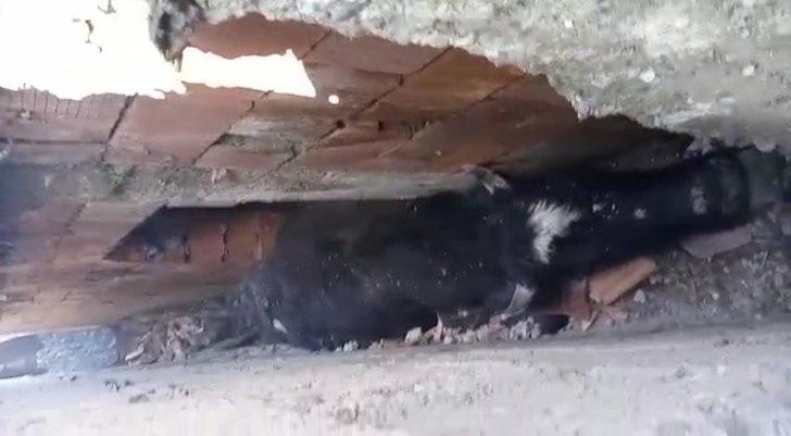 Köpeklerden kaçan inek iki duvar arasında sıkıştı G3