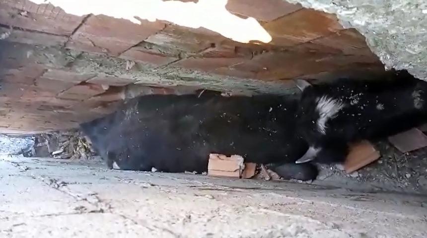 K&ouml;peklerden ka&ccedil;arken iki duvar arasına sıkıştı!