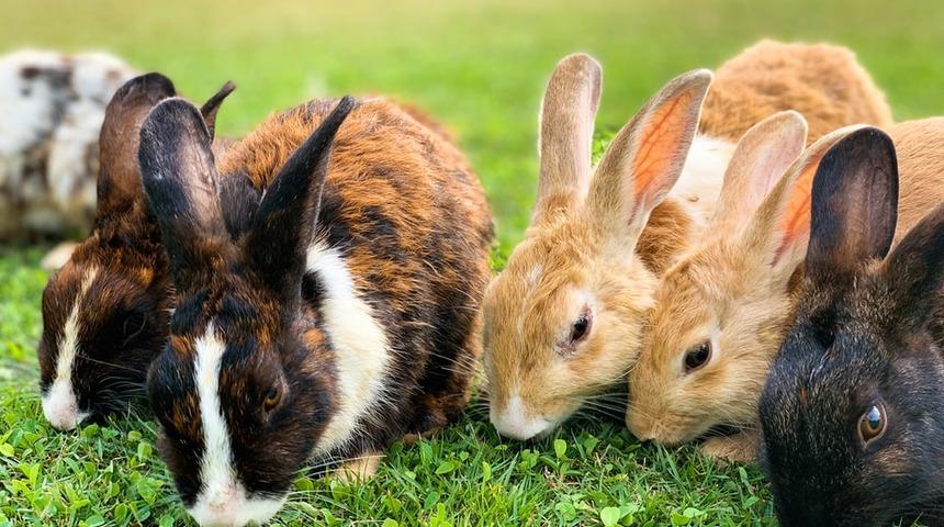 Mantık dehaları iş başına! Bu problemi ne kadar sürede çözebilirsiniz?