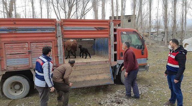 Iğdır’da hayvan hırsızlığına 7 gözaltı