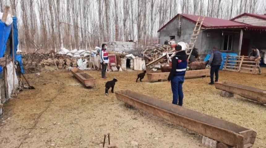 Iğdır’da hayvan hırsızlığına 7 gözaltı