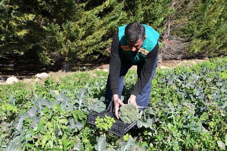 Adabahçe’de kış hasadı G4