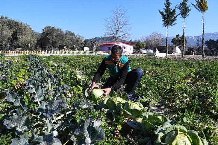 Adabahçe’de kış hasadı G5