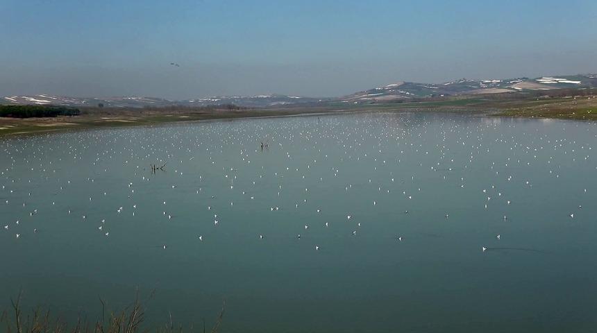 İstanbul Boğazı'nı aratmayan görüntü! Akın ettiler