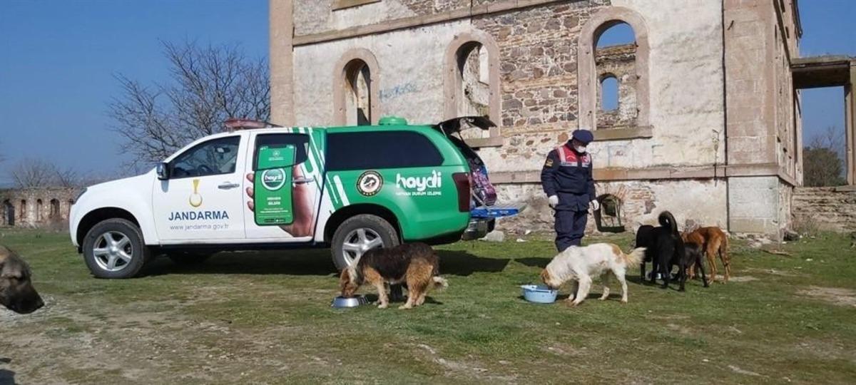 Jandarmadan sokak hayvanlarına şefkat eli