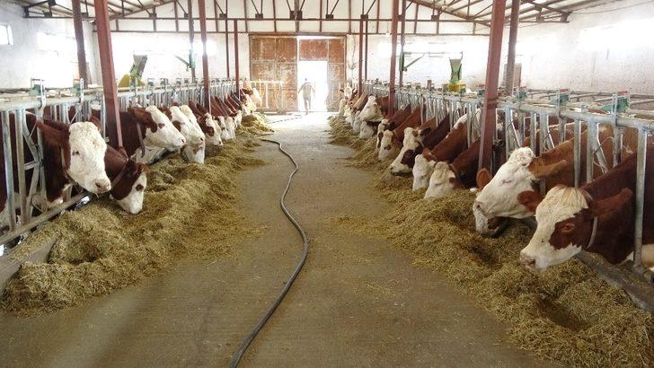 Devlet desteğiyle kurulan süt çiftliği Avrupa standardında hizmet veriyor G2
