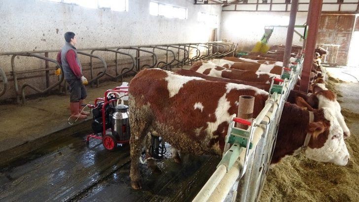 Devlet desteğiyle kurulan süt çiftliği Avrupa standardında hizmet veriyor G3