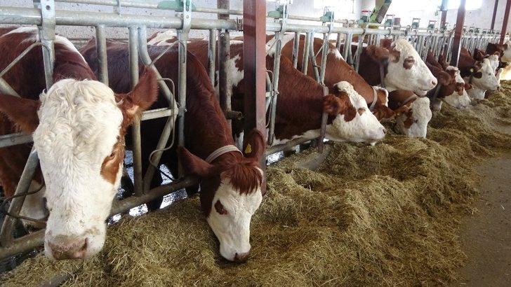 Devlet desteğiyle kurulan süt çiftliği Avrupa standardında hizmet veriyor G4