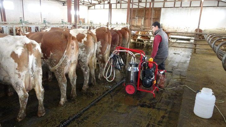 Devlet desteğiyle kurulan süt çiftliği Avrupa standardında hizmet veriyor G5