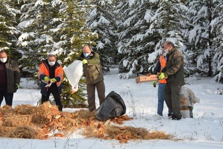 Kütahya’da yılkı atlarına yem desteği G4