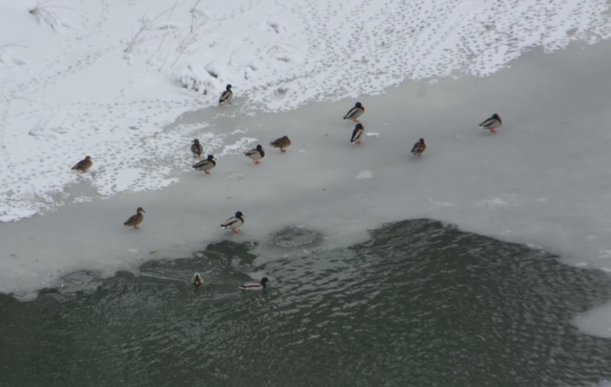 Doğa fotoğraf&ccedil;ısından &ouml;rnek davranış