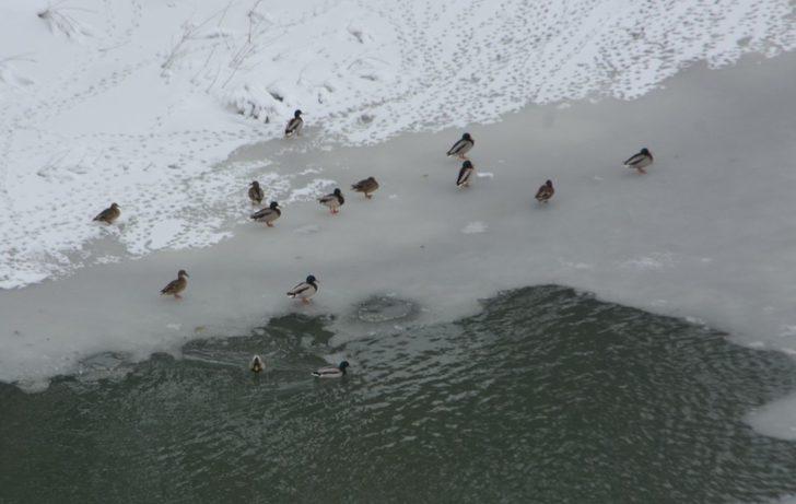 Doğa fotoğrafçısından örnek davranış G1