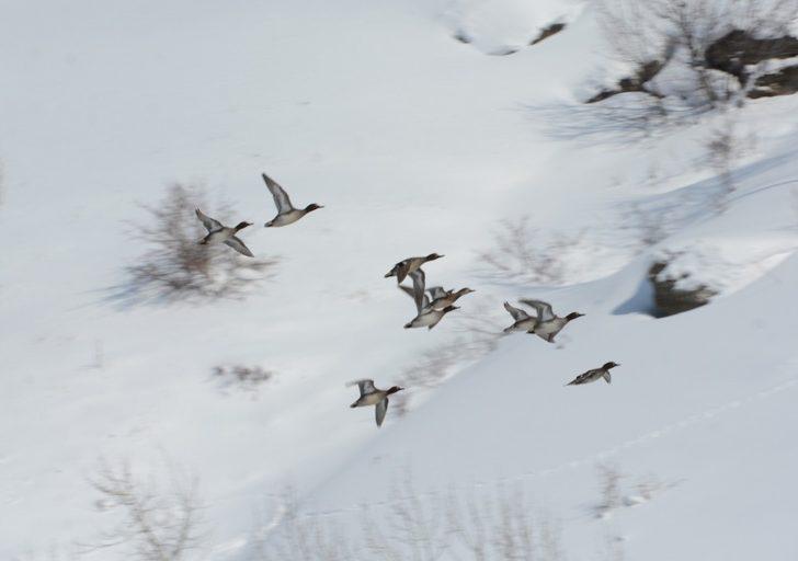 Doğa fotoğrafçısından örnek davranış G5