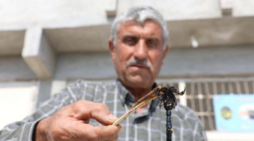 Geçim kaynağı oldu! 21 yıldır akrep topluyor