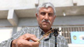 Geçim kaynağı oldu! 21 yıldır akrep topluyor