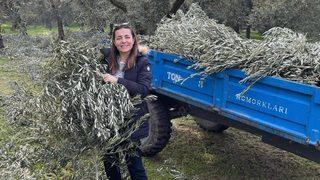 Ünlü oyuncu Burcu Kara tarlada zeytin dalı topladı
