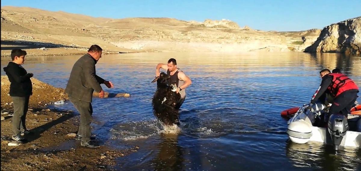 Batman&rsquo;da kayalıklarda mahsur kalan ke&ccedil;ileri kurtarmak i&ccedil;in botla karşıya ge&ccedil;tiler