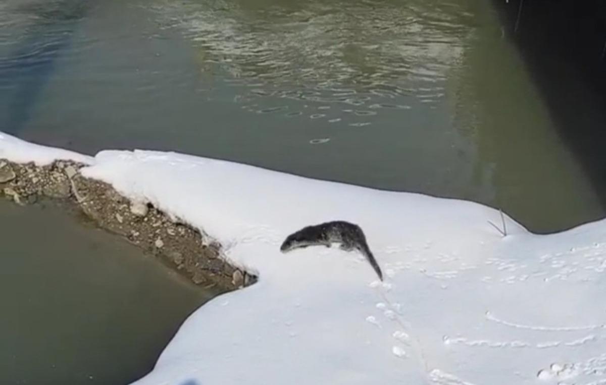 Y&uuml;ksekova&rsquo;da su samuru g&ouml;r&uuml;nt&uuml;lendi