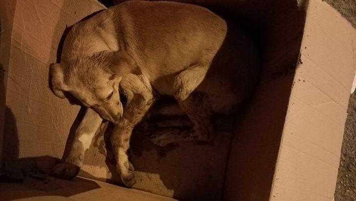 Jandarmadan yaralı köpeğe yardım eli G3