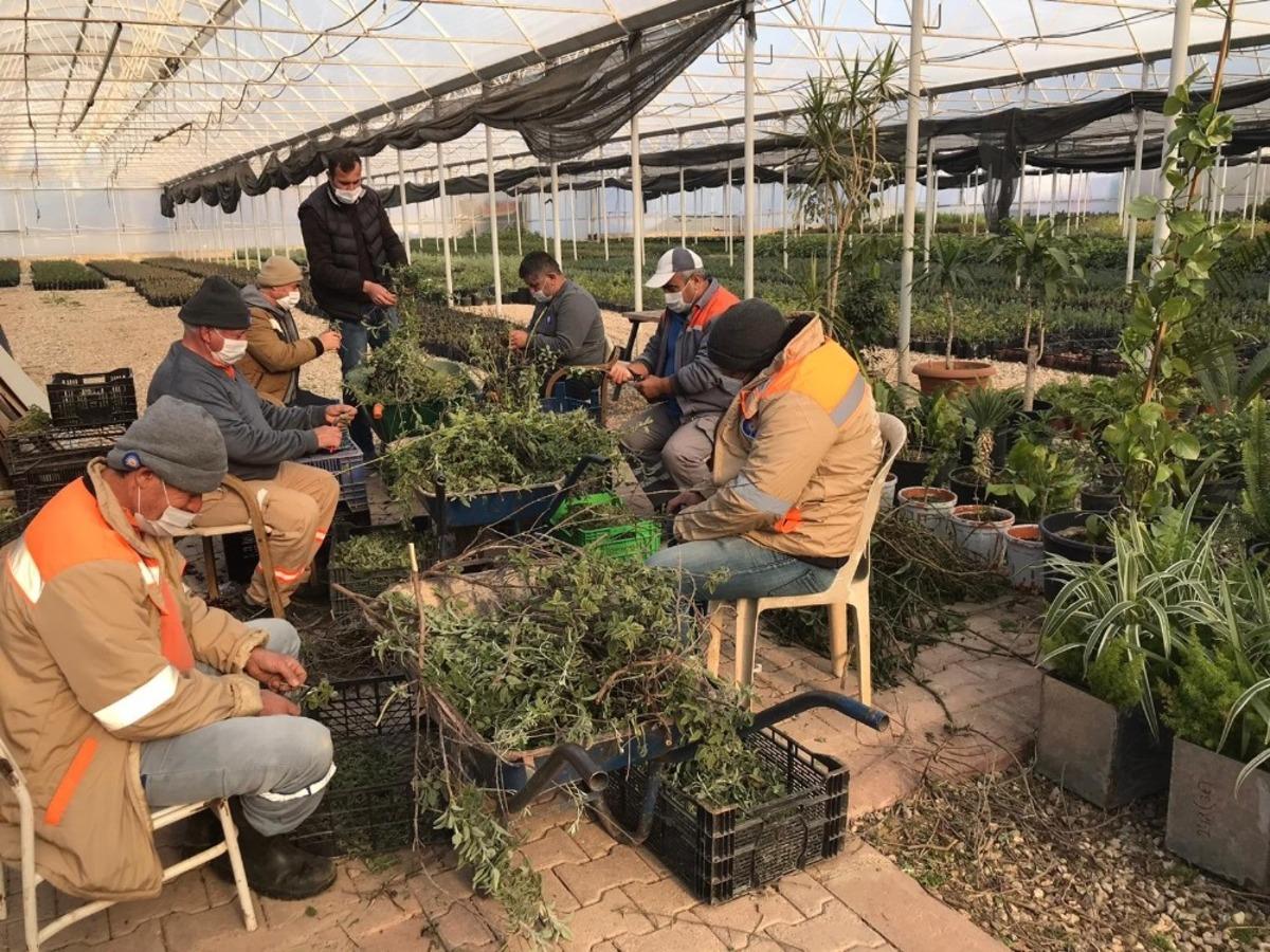 B&uuml;y&uuml;kşehir &ccedil;ift&ccedil;i i&ccedil;in ada&ccedil;ayı fidesi &uuml;retiyor