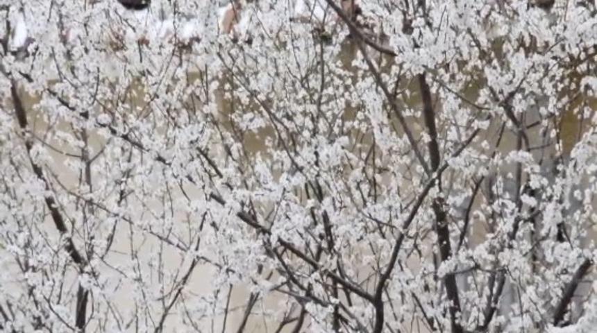 Erken &ccedil;i&ccedil;ek a&ccedil;an meyve ağa&ccedil;ları kar altında kaldı