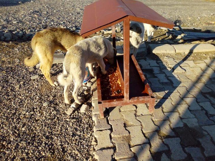 Mehmetçikten anlamlı davranış: Hayvanlar için yemlik yaptılar G1