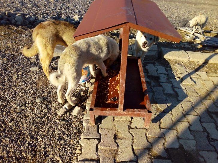 Mehmetçikten anlamlı davranış: Hayvanlar için yemlik yaptılar G2
