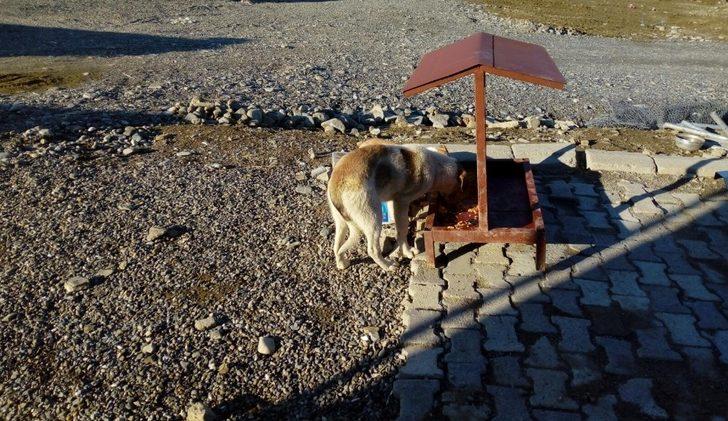 Mehmetçikten anlamlı davranış: Hayvanlar için yemlik yaptılar G4