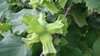 Fındık sigortası 2021: Tarımsal sigorta fındığa gelen hangi zararları karşılıyor? Tarımsal sigorta ne kadar, başvuru tarihleri nedir?