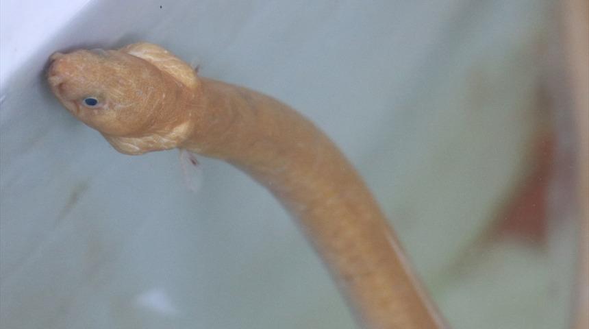 Türkiye'de ilk kez görüldü: Çanakkale Boğazı'nda "yılan kurdu balığı" bulundu