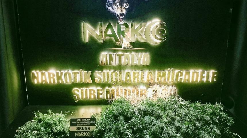 Evinde skunk yetiştiren ş&uuml;pheli yakalandı