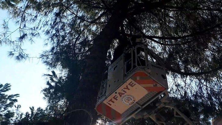 Köpekten korkup çıktığı ağaçtan itfaiye indirdi G1