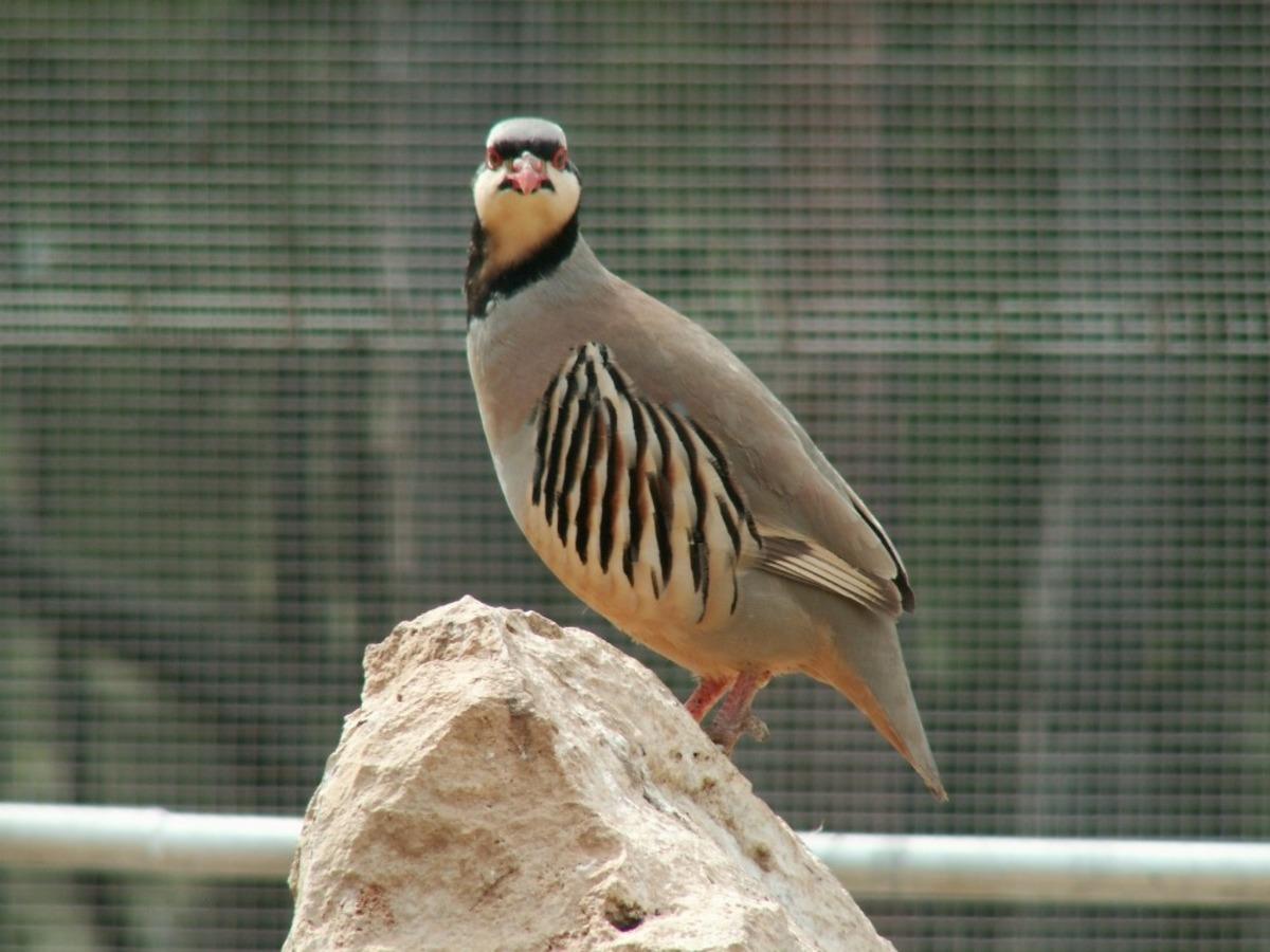 Şuhut Keklik &Uuml;retme İstasyonunda bu yıl 9 bin keklik &uuml;retimi hedefleniyor